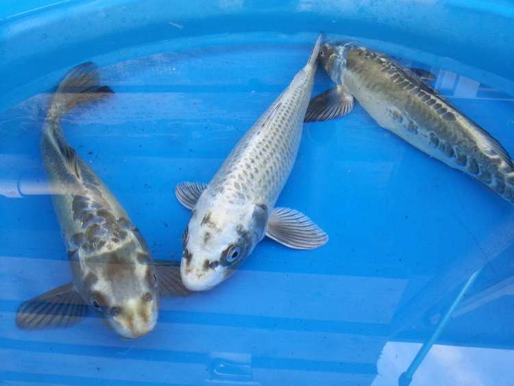 1214" Ghost Koi The Carp Co